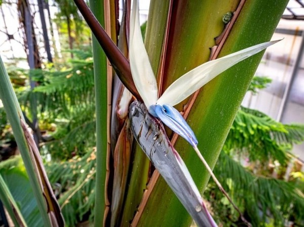 В ботаническом саду Нижнего Новгорода впервые за 12 лет зацвел редчайший цветок