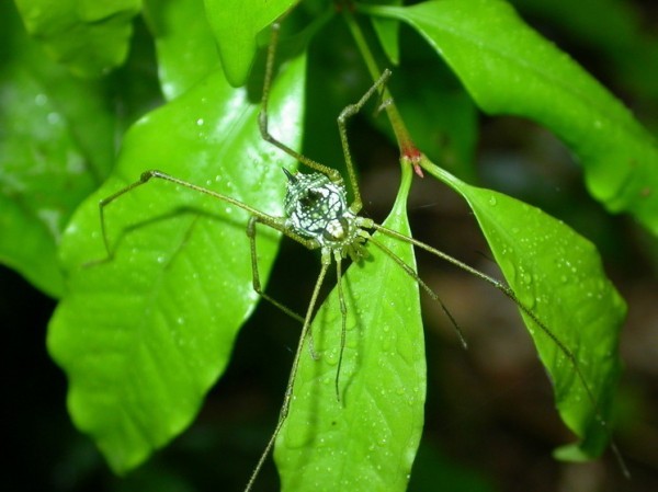Две пары рудиментарных глаз поменяли эволюционную историю паукообразных