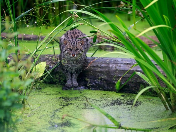 В лесных зарослях неожиданно обнаружены сотни различных видов животных