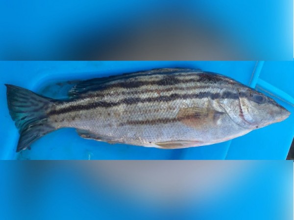 У российского берега Японского моря впервые поймали остроклювого терапона