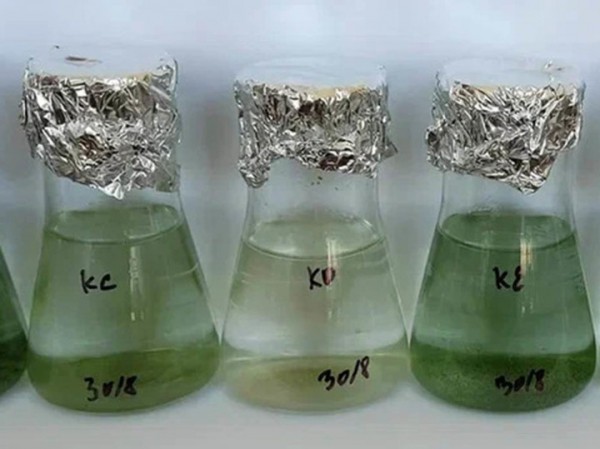 Больше зеленого пигмента: крымские ученые  проводят целенаправленную селекцию планктона