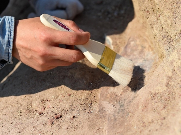 Ошеломляющая находка: отец с дочерью нашли самого гигантского ихтиозавра