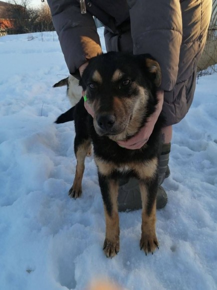 Веселина-кинолог: на фронте кошки и собаки — первые наши друзья и помощники Веселина-кинолог: на фронте кошки и собаки — первые наши друзья и помощники