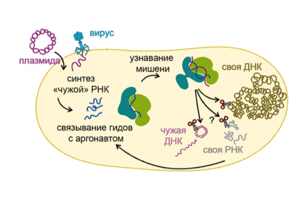 Российские генетики открыли систему, помогающую бактериям защищаться от вирусов