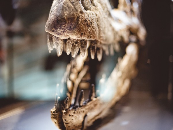 Таинственные символы пролили свет на знакомство древних людей с динозаврами