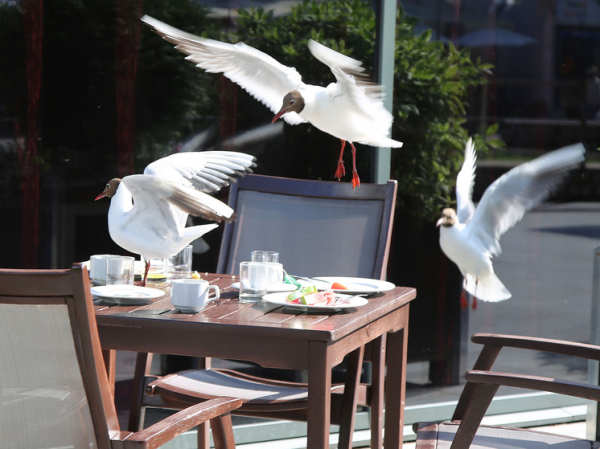 Кражу чайками еды у людей назвали признаком интеллекта: «харизматичные» поступки