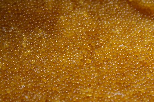 Глава «Каспрыбы» Маркин: Щучья икра подорожала вдвое из-за холодов