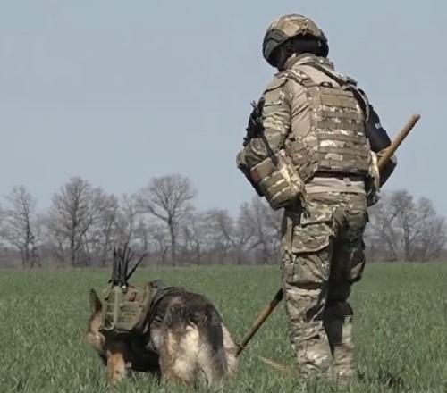 Российские сапёры обезвреживают взрывоопасные предметы близ линии фронта Российские сапёры обезвреживают взрывоопасные предметы близ линии фронта