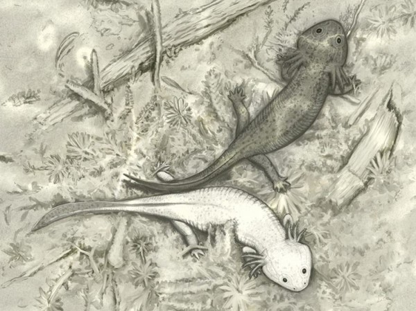 В России нашли древнейшую «мини-амфибию»