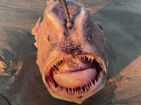 Любители пляжного отдыха случайно обнаружили редких глубоководных рыб-удильщиков