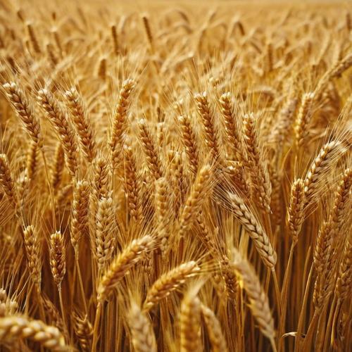 Американо-украинские зерновые страсти Американо-украинские зерновые страсти