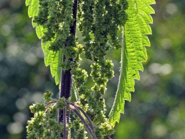 В одном из видов крапивы обнаружена концентрация паучьего яда