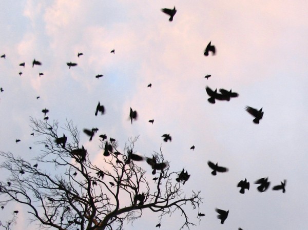 Украинский конфликт странным образом повлиял на поведение перелетных птиц