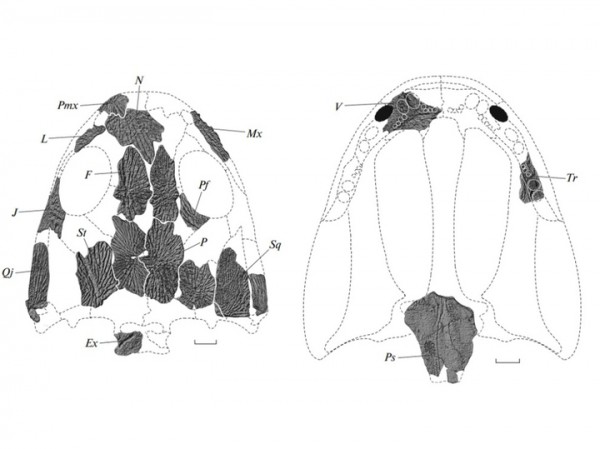 В России нашли древнейшую «мини-амфибию»