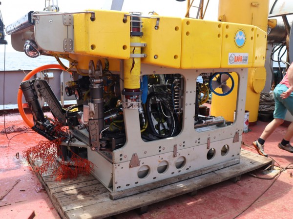 Российские ученые поделились итогами изучения древних кораллов Тихого океана