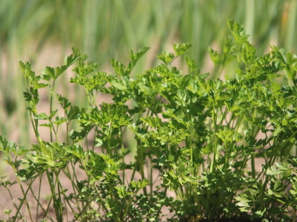 Ученые выяснили, для людей с какой группой крови клещи опасней всего
