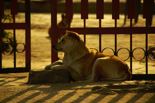 Стая уличных собак напала на 11-летнюю девочку под Красноярском Стая уличных собак напала на 11-летнюю девочку под Красноярском