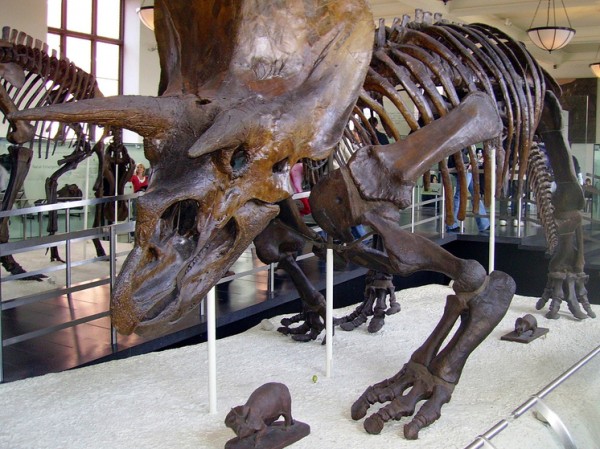 Найденный динозавр поразил рогами: &laquo;Как у рокера в стиле хэви-метал&raquo;