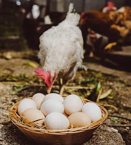 Куриные яйца по 500 рублей за десяток могут стать реальностью, если утвердят новые Правила птицеводства Куриные яйца по 500 рублей за десяток могут стать реальностью, если утвердят новые Правила птицеводства