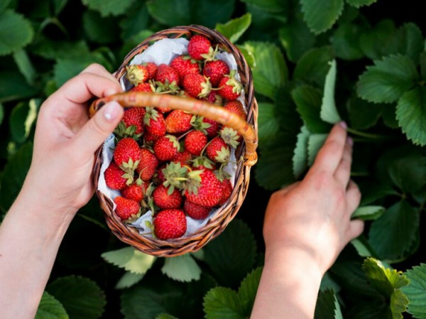 Ученые разработали уникальный сенсор для определения сладости клубники