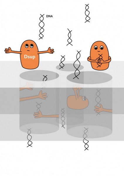Тихоходки помогли российским ученым быстро находить ДНК преступников