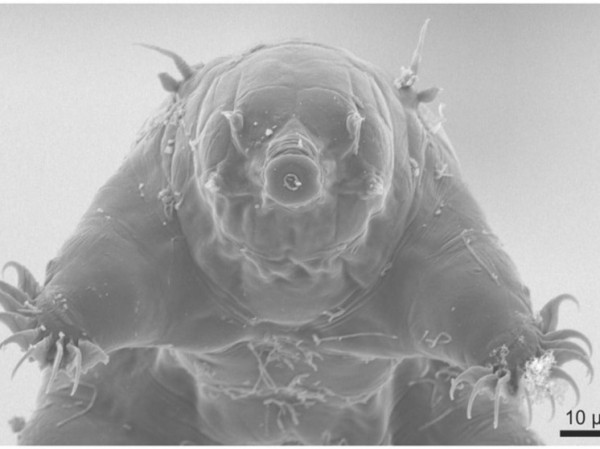 Тихоходки помогли российским ученым быстро находить ДНК преступников