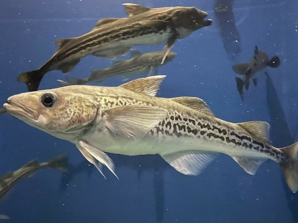 Моря сибирской Арктики заселяют рыбы Тихого и Атлантического океанов