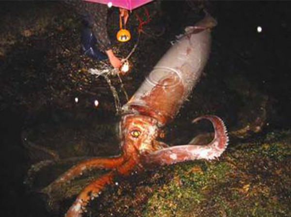 Необычный вид высиживающих яйца существ обнаружили глубоко под водой