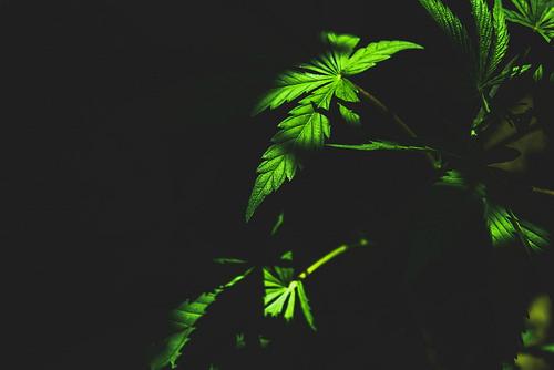 Каждый шестой американец регулярно употребляет каннабис Каждый шестой американец регулярно употребляет каннабис