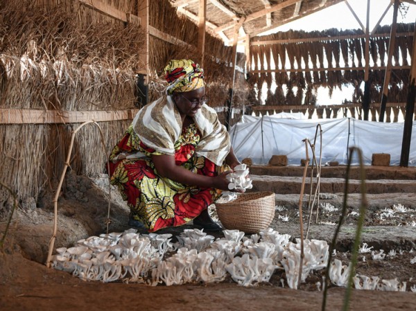 Названы неочевидные последствия выращивания грибов в домашних условиях