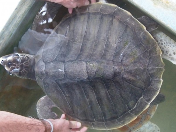 Российские ученые нашли на Шри-Ланке массовую аномалию у черепах