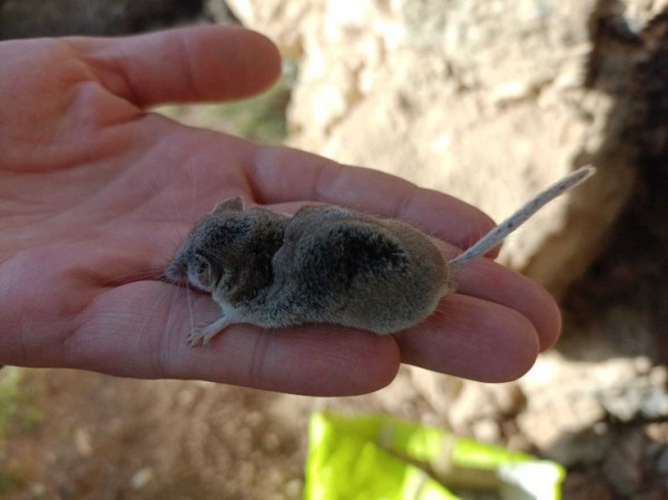 В России впервые обнаружено млекопитающее из Израиля и Средней Азии