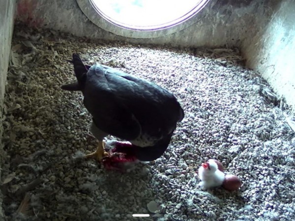 У живущей в высотке МГУ пары сапсанов появился первый птенец