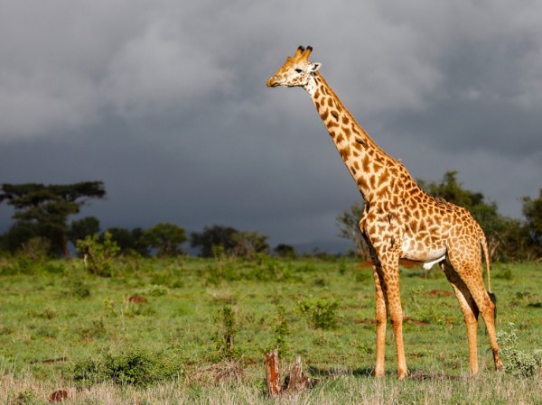 Озвучена любопытная теория возникновения длинной шеи у жирафов