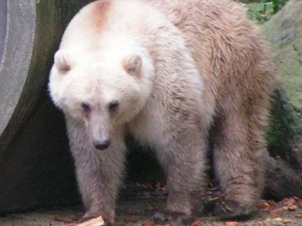«Гролар»: изучение редкого гибрида белого медведя впечатлило ученых