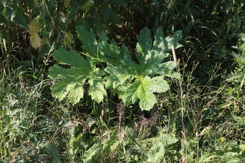 Петербуржцы сообщили о появлении борщевика в Шуваловском парке