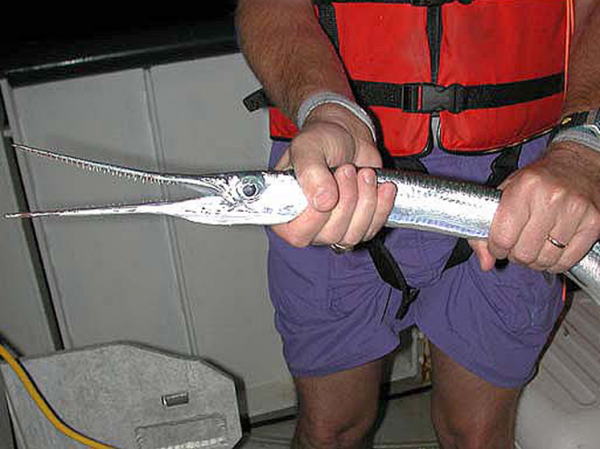  Воды Дальнего Востока заполонили южные мигранты: клоуны, спинороги, удильщики