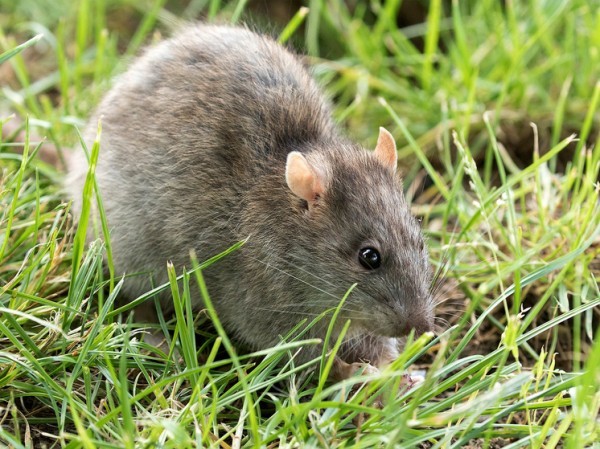 Нашествие «неместных» животных в Европу фатально ударило по экономике и обществу