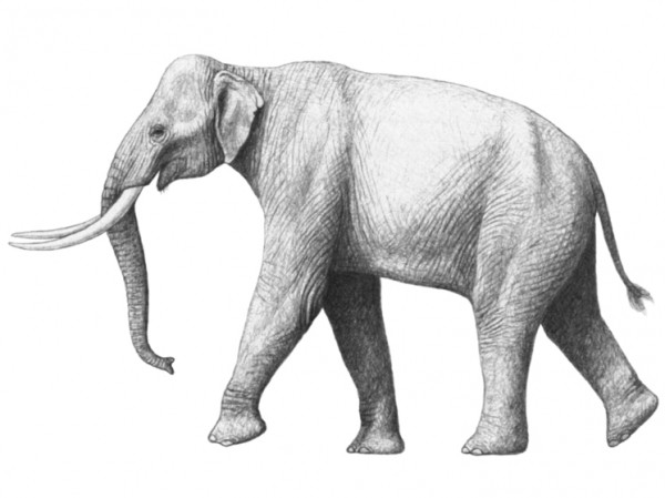 Названа особенность охоты неандертальцев на огромных животных: ели несколько месяцев