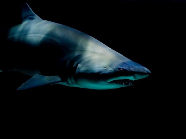 Ученых удивили положительные анализы на кокаин у диких акул