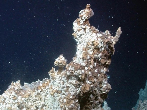 Новую страну чудес обнаружили глубоко в океане в считавшемся непримечательным месте