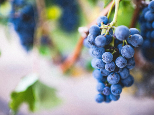 Появление современного винограда связали с вымиранием динозавров