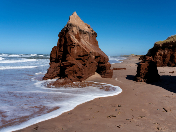 Выброшенные на берег загадочные тестообразные существа озадачили учёных