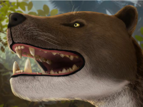 Останки неизвестного древнего хищника возрастом 30 миллионов лет обнаружили в Египте