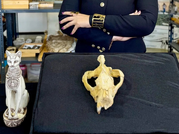 Останки неизвестного древнего хищника возрастом 30 миллионов лет обнаружили в Египте